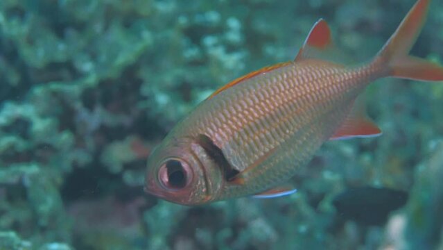 Big-eyed soldier fish swims above rocky reef on seabed