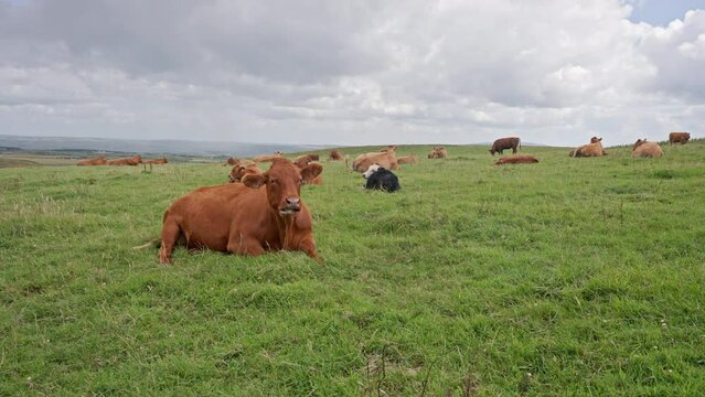 Irish Cattle Grazing in Field Near Cliffs of Moher in Ireland. Wide Shot