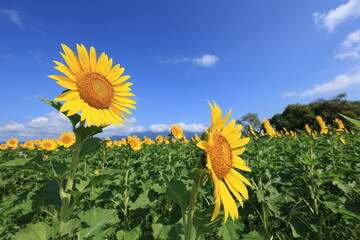 琵琶湖畔のひまわり畑（Sunflower field by Lake Biwa）