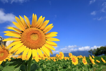 琵琶湖畔のひまわり畑（Sunflower field by Lake Biwa）