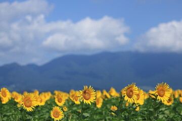琵琶湖畔のひまわり畑（Sunflower field by Lake Biwa）