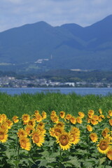 琵琶湖畔のひまわり畑（Sunflower field by Lake Biwa）