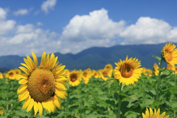 琵琶湖畔のひまわり畑（Sunflower field by Lake Biwa）