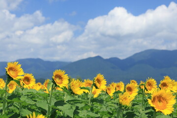 琵琶湖畔のひまわり畑（Sunflower field by Lake Biwa）