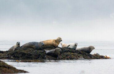 Harbor Seals, Phoca vitulina, hauling on a misty morning in Maine on the Sheepscot River
