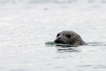 Harbor Seals, Phoca vitulina, swimming on a misty morning in Maine on the Sheepscot River