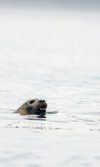 Harbor Seals, Phoca vitulina, swimming on a misty morning in Maine on the Sheepscot River
