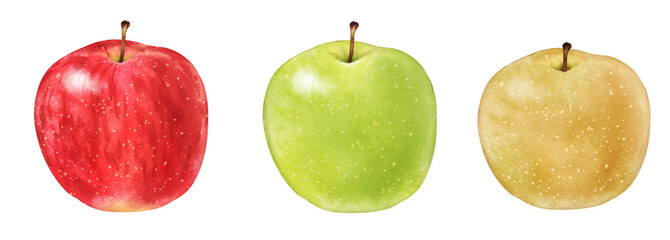 Apples, green apples and pears drawn with digital watercolor