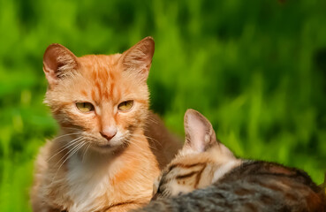 two cute cats, one is ginger cat and another one is tabby cat are resting in the sunlight of the garden.