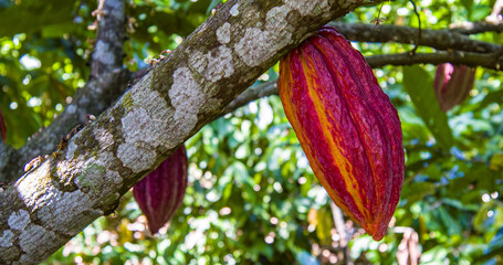 Cacao tree fruits