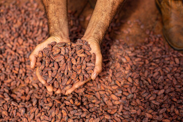Hands holding Cocoa beans