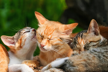three adorable homeless cats are resting in the sunlight of the garden. © Naige