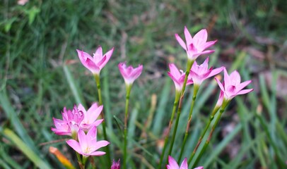 Fototapeta premium Pink flower known as rain lily or also called Zephyranthes rosea when it blooms in the morning