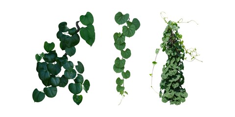 Green leaves javanese trebeine or jungle grape ivy vine hanging ivy bush isolated on white background with clipping path.