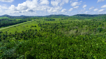landscape with green grass and sky