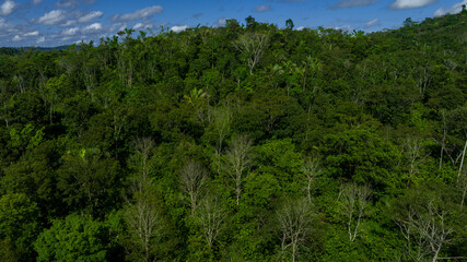 Fototapeta na wymiar aerial view of a dense amazon rainforest