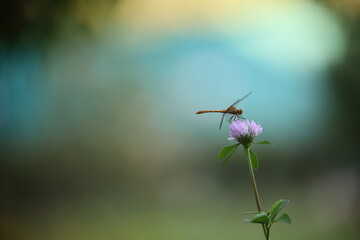 Dragonfly on a flower