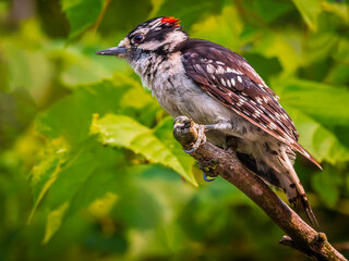Downy woodpecker perched on a branch among green leaves in the park