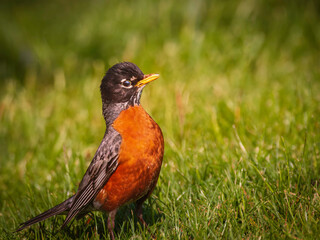 an american robin standing up in the grass
