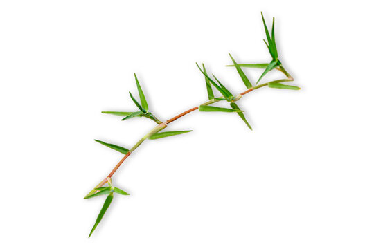 green scutch grass isolated on transparent background.