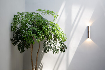 Indoor plant with sunlight. Biophilic interior. Sustainable living lifestyle.