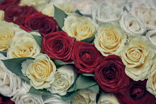 Background of white and red roses. Close-up of beautiful rose buds in a row with space to copy. High quality photo