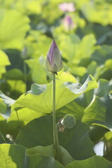 日本の蓮