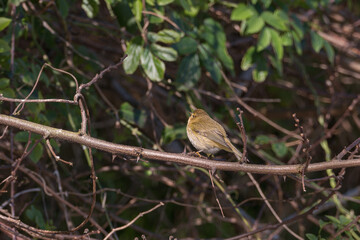 bird common chiffchaff perched in a branch phylloscopus collybita