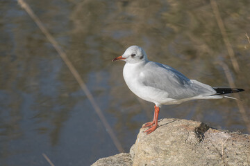 seagull black-headed standing on a rock chroicocephalus ridibundus