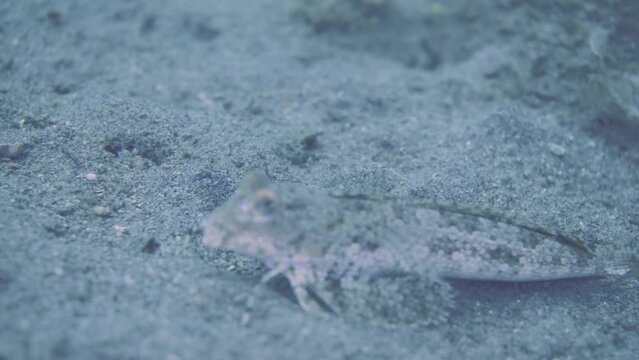 Fingered dragonet observing sandy bottom in transparent sea