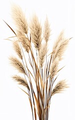 Fototapeta premium Pampas grass on the white background created with Generative AI technology