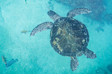 Fototapeta premium 南伊豆ヒリゾ浜ののんびり泳ぐアオウミガメ