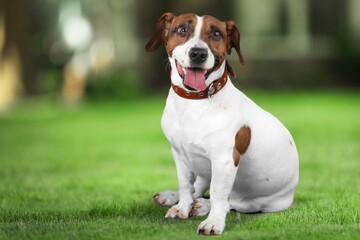 Happy young smart dog lying on green grass