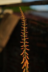 Portrait splendid color of Aloe flower with blur background