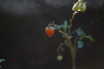 portrait of baby red tomato plant in garden. young tomato plant growth in garden.