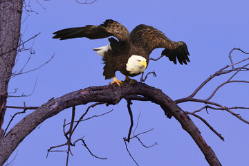 bald eagle in the wild