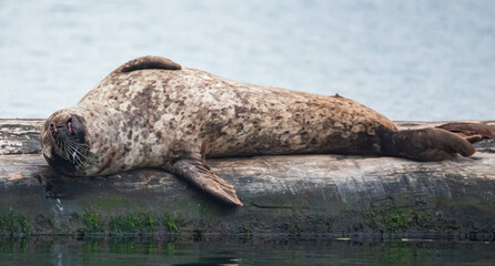 seal relaxing on a log