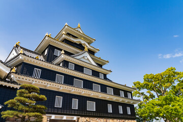 Fototapeta premium 岡山城