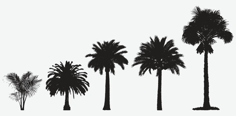 Exquisite Date Palm Tree Silhouettes, A Diverse Collection of Versatile Vector Graphics for Your Projects