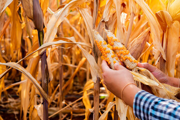 Corn farmer's hands cradle the ear of corn, cherishing the few precious seeds that hold the promise...