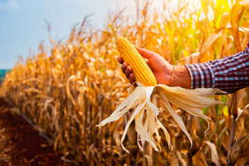 Soft orange sunlight with the farmer's hand holds a corn cob amidst the dry corn field, a symbol of...