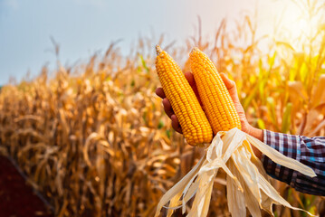 Warm glow of orange sunlight, the farmer holds a golden bundle of corn cobs amidst the dry corn...
