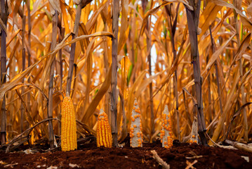 Corn planted in the soil on the corn field represents the promise of a future harvest, nurtured by the farmer's care.
