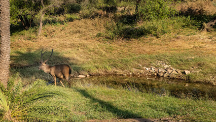 A beautiful adult Indian deer sambar Rusa unicolor grazes by a stream in the jungle. Long horns are visible. Green grass, bushes, palm trees around. India. Ranthambore National Park.