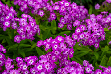 Full frame texture background of beautiful purple color garden phlox flowers blooming in an outdoor garden setting