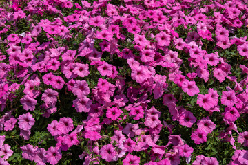 Full frame texture background of a mass of beautiful deep pink petunia flowers in bloom in an outdoor garden setting