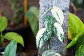 Closeup to leaf of scindapsus mayari in the pot    - obrazy, fototapety, plakaty