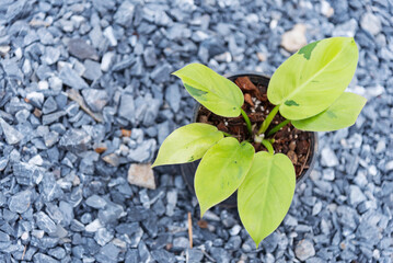 Closeup to Philodendron Ruaysap Marble Variegated 