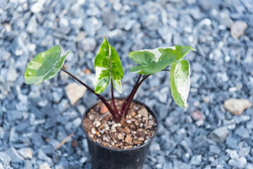 Closeup to  Alocasia macrorrhizos Black Stem varigated in the pot 
