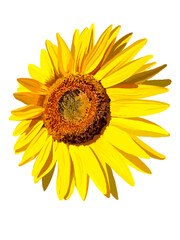 Naklejka premium ひまわり（左上向き）花のみ